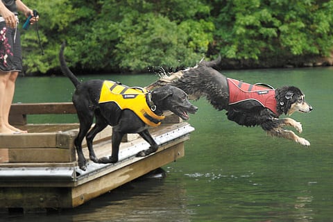 Dog Life Jackets Help Three Legged Dogs Swim