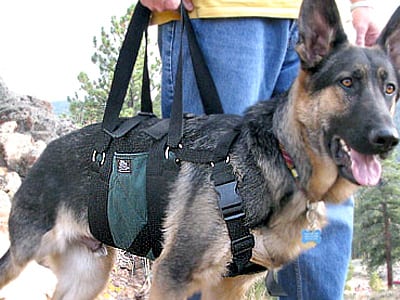 Tripawd, dog, harness, Get-a-Grip