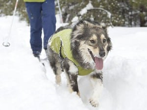 Ruff Wear K-9 Overcoat Lichen Green