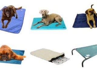 cooling dog beds