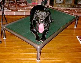 kuranda dog beds