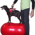 FitPAWS Peanut Dog Exercise Ball Stance Measurement