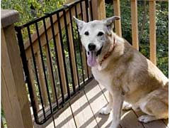 Protect Recovering Dogs from Falling on Stairs
