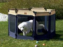 Confinement Keeps Recovering Dogs Safe