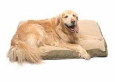 Comfortable Dog Bed For Recovering Dogs on Sale at FetchDog