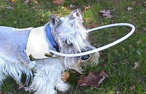 Angel Vest Cane for Blind Dogs