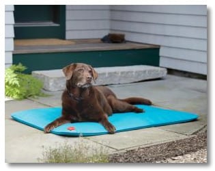 canine cooler dog bed