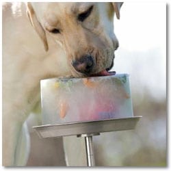 cool fun ice lick dog treat toy