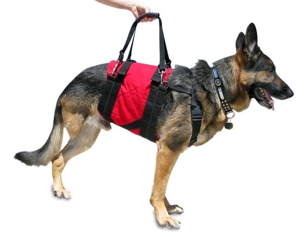 measure dogs for custom harness