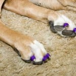 Dr. Buzby's ToeGrips - Tripawds Gear