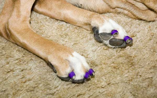 Dr. Buzby’s ToeGrips® Dog Nail Grips