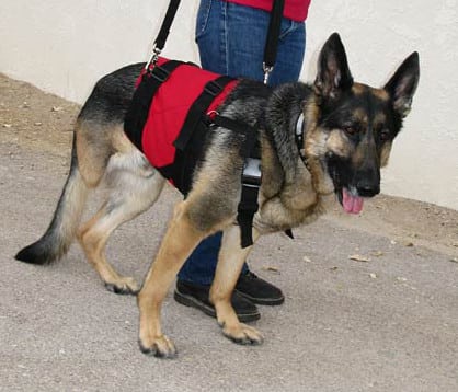 Best Support Harnesses to Help Three Legged Tripawd Dogs