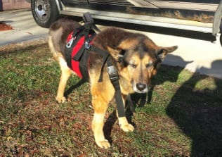 custom dog harness for Tripawd Scarlet