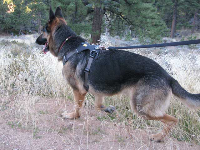 Front Range Harness Review for Tripawd Dogs