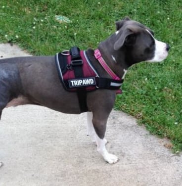 Tripod dog harness