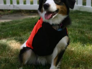 Tripawd chest protector