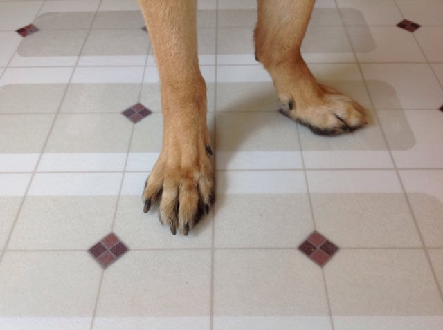 Puppy Treads for Tripawds