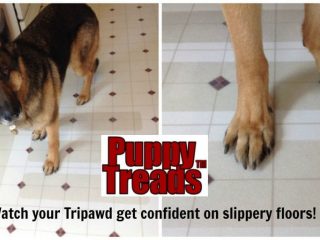 No-Slip floors for three-legged dog