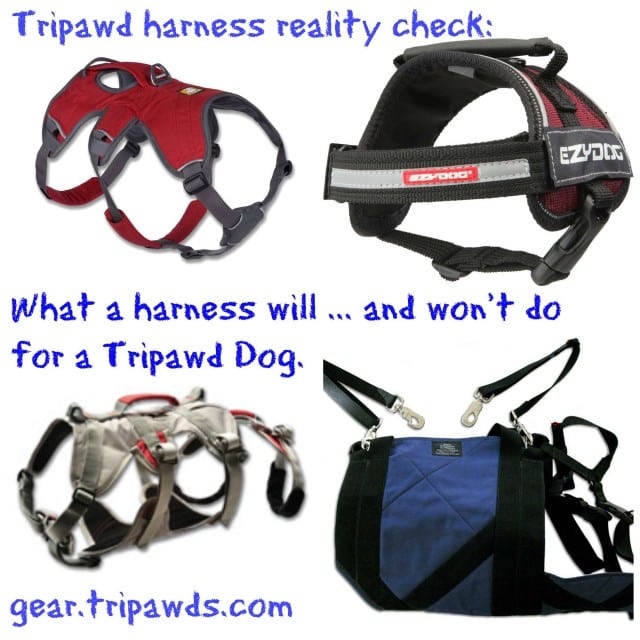 Tripawd dog harness