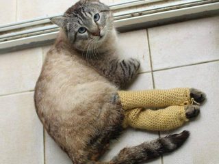 Tripawd cat traction socks