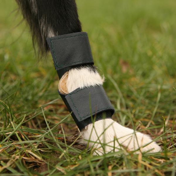 Carpal Pad Protection for Three Legged Dogs