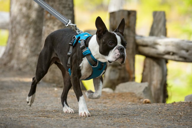 small Tripawd dog harness