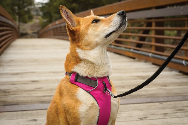 small Tripawd dog harness