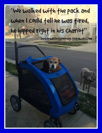 Tripawd dog stroller