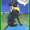 Why Core Strength Matters for Tripawd Dogs Tripawd, dog, exercise, strength