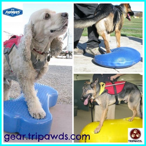 Tripawds, fitness, exercise, dog