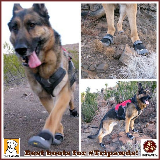 Tripawd dog boots