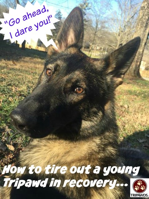 exercise young recovering Tripawd dogs