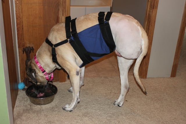 Try a custom Tripawd harness as unique as your dog.