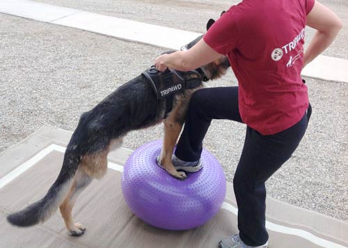 FitPAWS Trax Donut Dog Exercise Ball