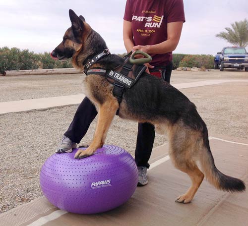 FitPAWS Trax Donut Dog Exercise Ball, Tripawd, dog, three-legged