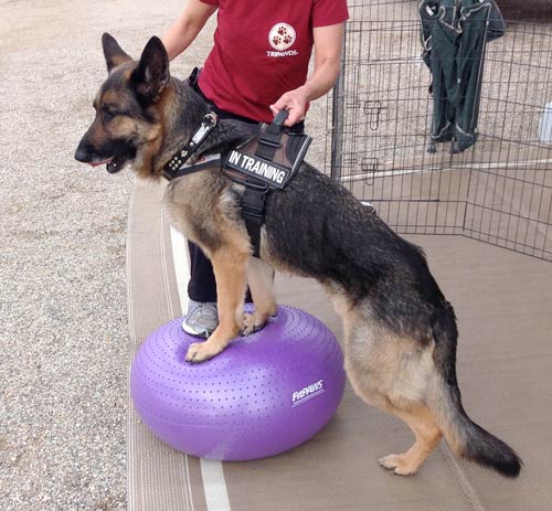 FitPAWS Trax Donut Dog Exercise Ball