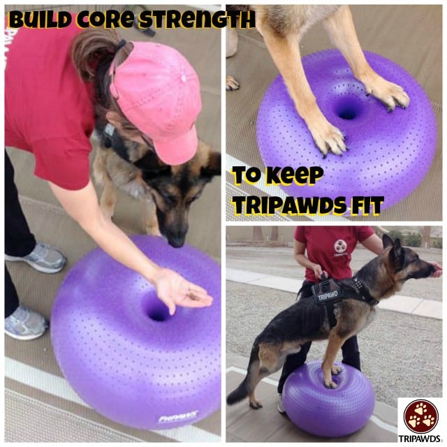 Tripawd exercise