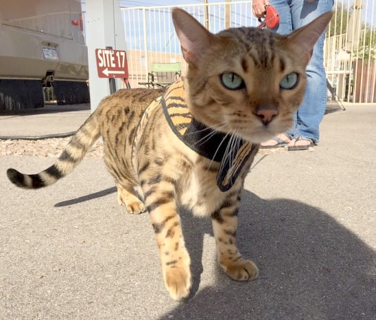 harness for three legged cat