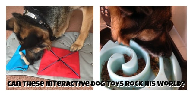 Fun, Challenging Interactive Dog Toys Make Tripawds Hoppy