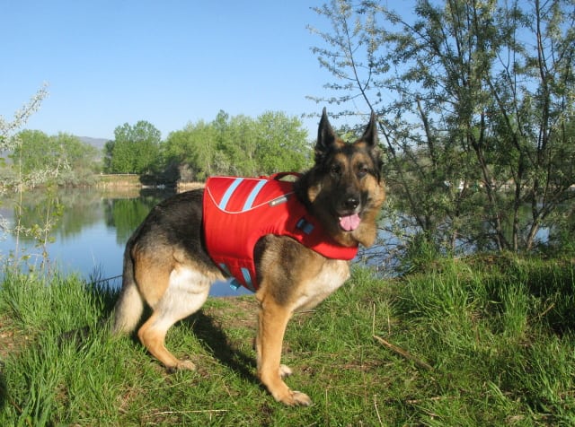 Dog life jacket german shepherd sale