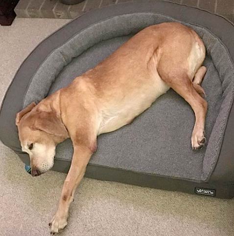 Better world pets dog hot sale bed