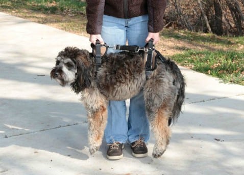 Mobility Dog Lifting Harness