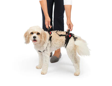 PetSafe CareLift Hip Lift harness for Tripawd dogs