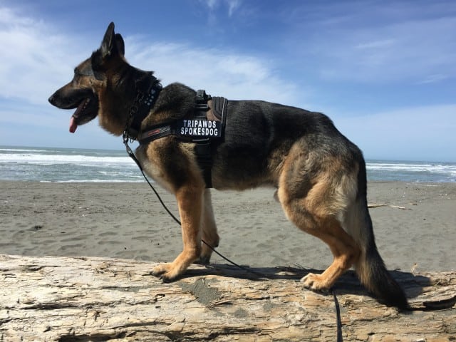 Tripawd Convert Harness Custom Badges