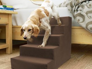 pet steps and ramp training