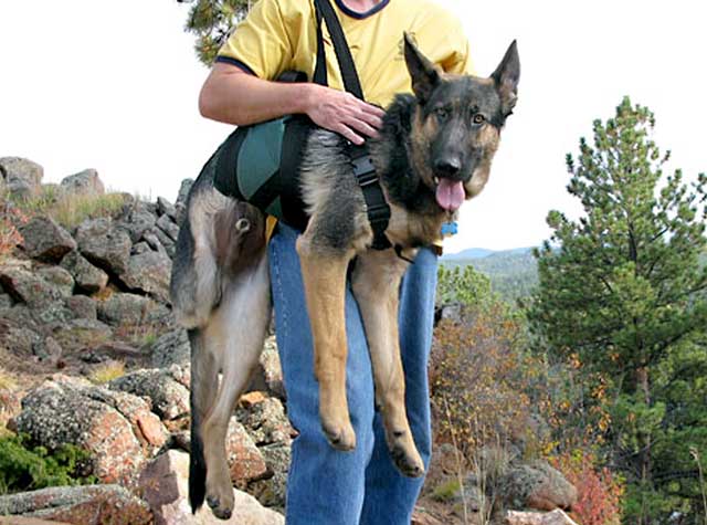 Use Get A Grip Harness to Help Large 3 Legged Dogs