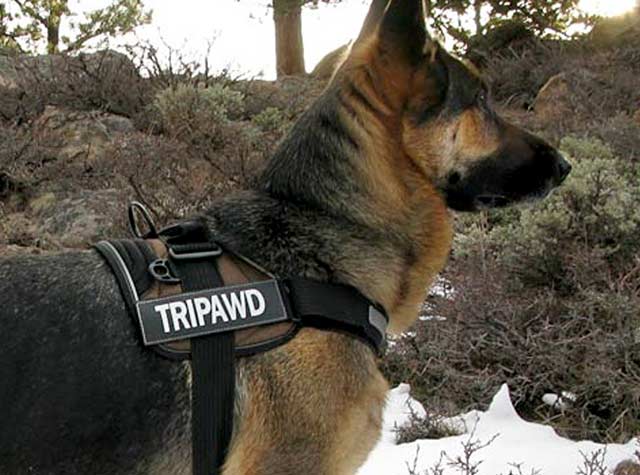 Tripawd dog harness sale