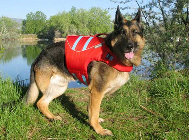 german shepherd life jacket