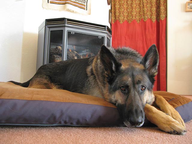 Three Legged German Shepherd Dog Bed