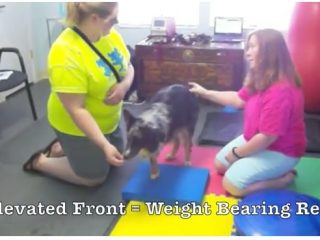 Tripawd Exercise Ideas with Balance Pad